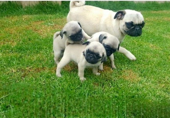 Mops-Welpen suchen ein neues Zuhause