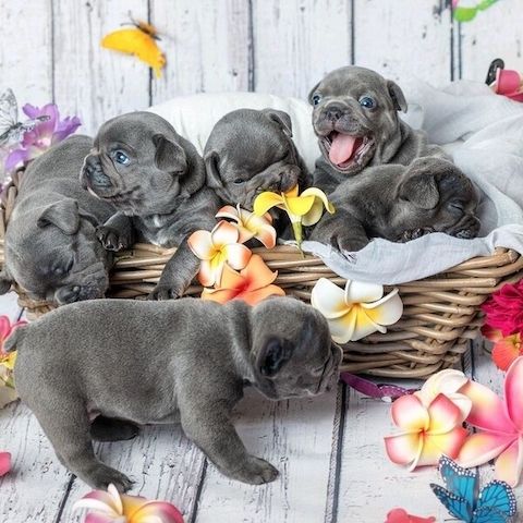 Französische Bulldoggen-Welpen suchen ein neues Zuhause