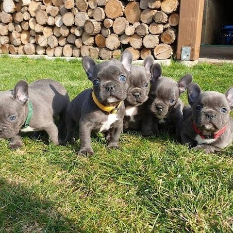 Französische Bulldoggen-Welpen 