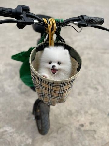 Zwergspitz-Welpen (Pomeranian) suchen ein liebevolles Zuhause.