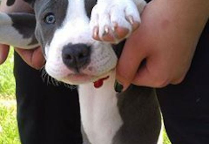 Pit Bull - blue line welpen ...