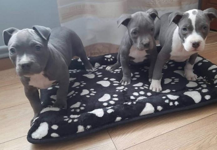 American Blueline Pitbull Welpen