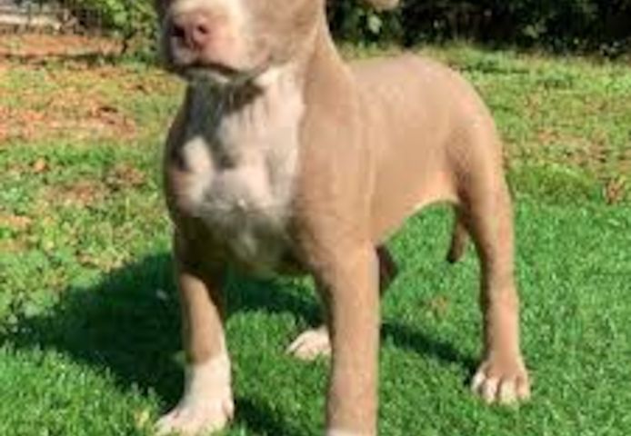 Pit Bull Welpen suchen ab sofort ein liebevolles Zuhause.
