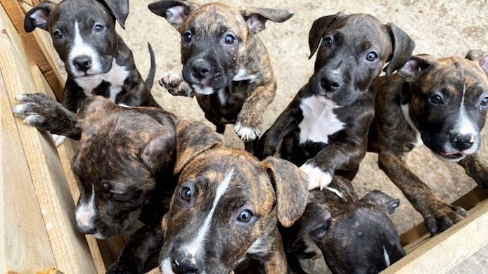 Pit Bull Welpen suchen ab sofort ein liebevolles Zuhause.