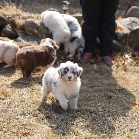 F1-Australian-Shepherd-Welpen