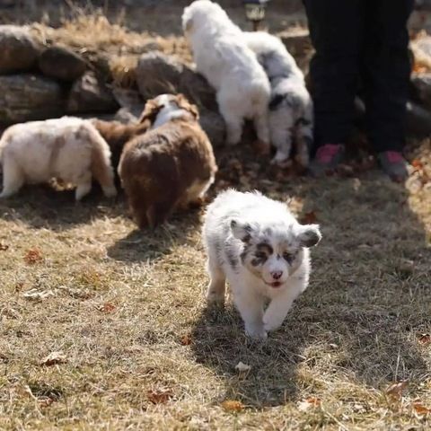 F1-Australian-Shepherd-Welpen