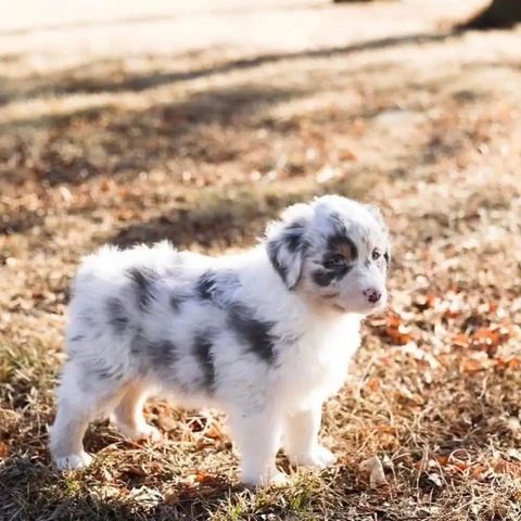 F1-Australian-Shepherd-Welpen