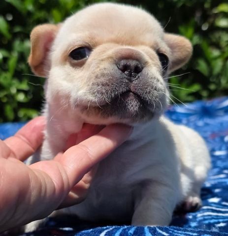 F3-Französische-Bulldogge-Welpen