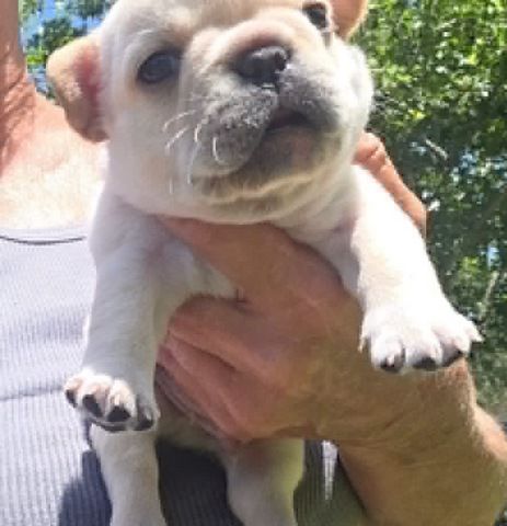 F3-Französische-Bulldogge-Welpen