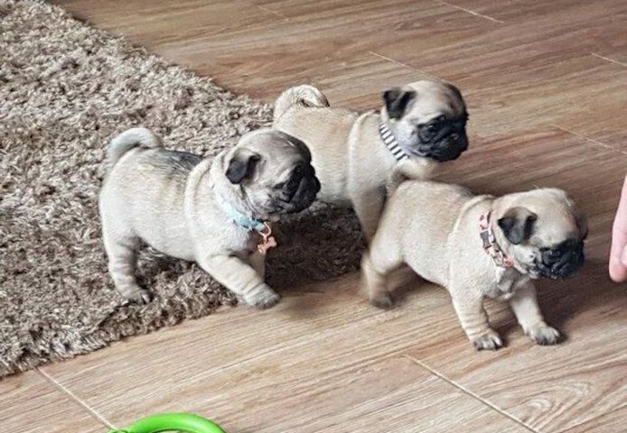Rüden und Hündinnen – Mops-Welpen