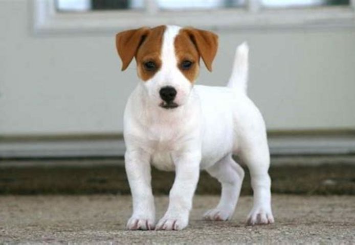 Jack-Russell-Welpen. WhatsApp: +44 7469 456352