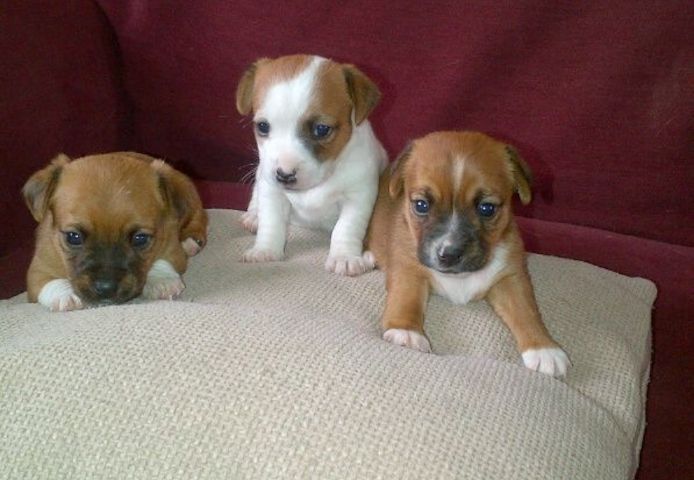 Chihuahua Welpen. WhatsApp: +44 7469 456352