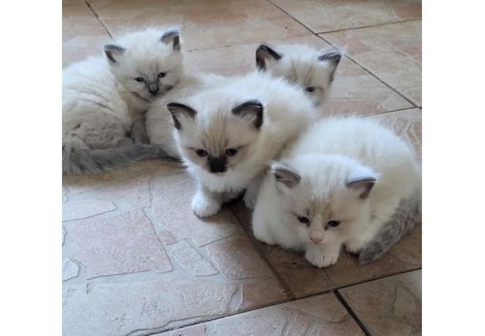 Ragdoll-Katzen-Kätzchen zu verkaufen. WhatsApp: +44 7469 456352
