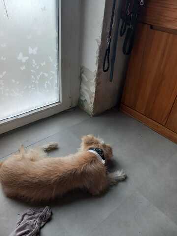 Sanfte Sissy sucht ein liebesvolles Zuhause zum Ankommen