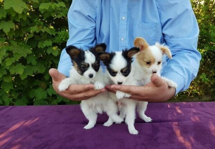 Papillon-Welpen zu verkaufen.