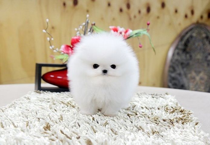 Pomeranian-Welpen zur Vermittlung verfügbar.