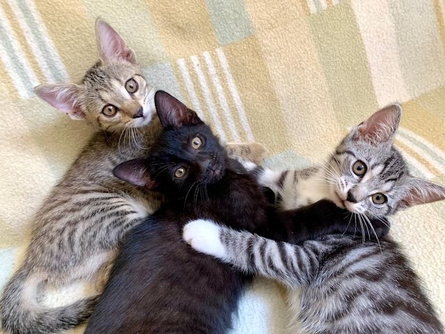 Süße Kitten / Katzenbabys / Kätzchen suchen liebevolles Zuhause