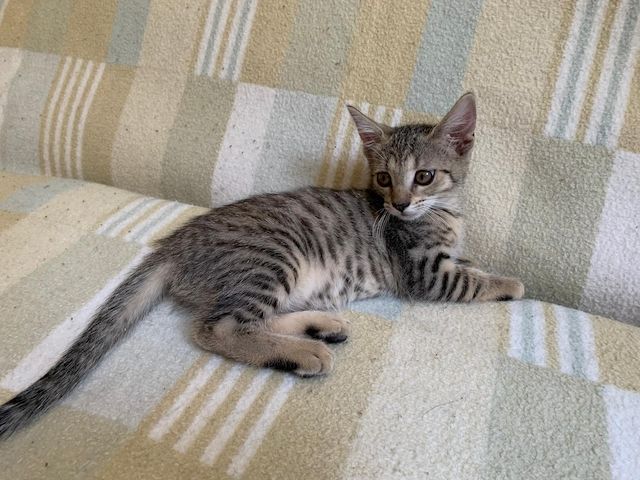 Süße Kitten / Katzenbabys / Kätzchen suchen liebevolles Zuhause
