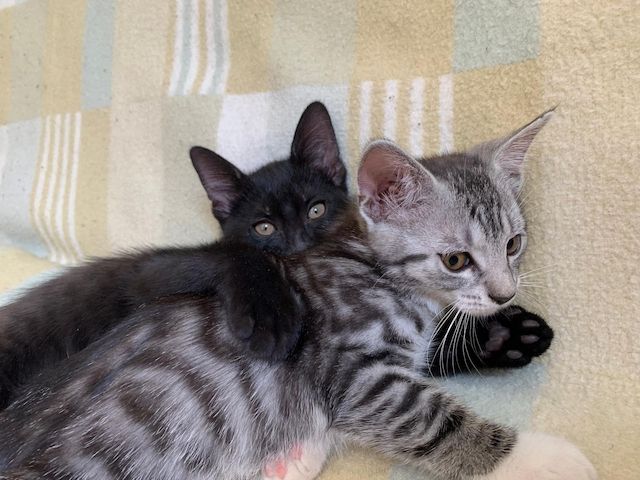 Süße Kitten / Katzenbabys / Kätzchen suchen liebevolles Zuhause