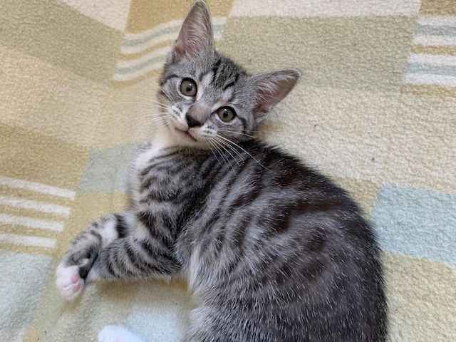 Süße Kitten / Katzenbabys / Kätzchen suchen liebevolles Zuhause
