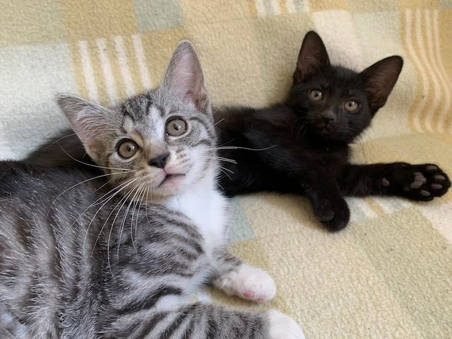 Süße Kitten / Katzenbabys / Kätzchen suchen liebevolles Zuhause