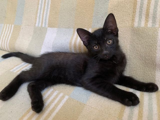 Süße Kitten / Katzenbabys / Kätzchen suchen liebevolles Zuhause