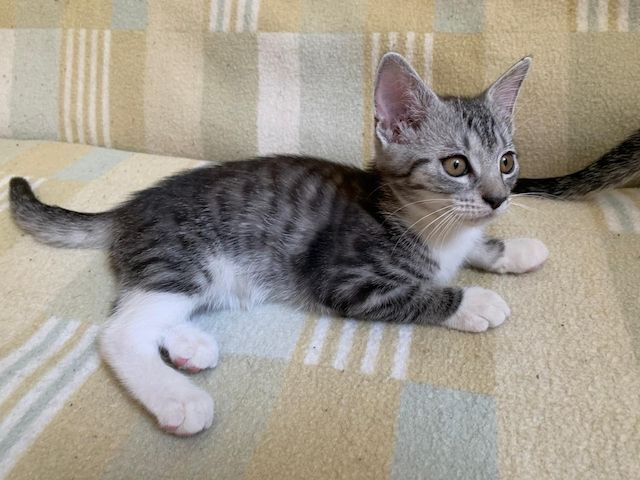 Süße Kitten / Katzenbabys / Kätzchen suchen liebevolles Zuhause