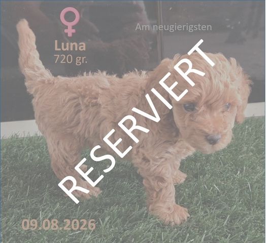 Reinrassige Zwergpudel-Welpen (Ab 22.09.2026)