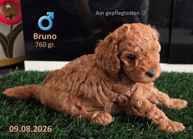 Reinrassige Zwergpudel-Welpen (Ab 22.09.2026)