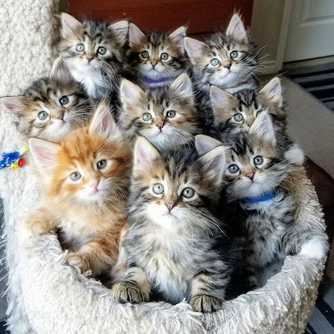 Sibirische Kätzchen in Siebur abzugeben