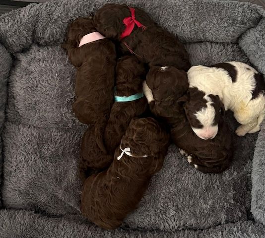 🐾 Lagotto Romagnolo – letzter Rüde mit FCI-Ahnentafel aus hervorragender Arbeitsverpaarung