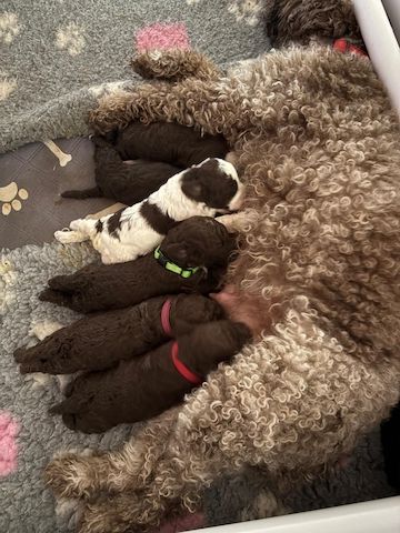 🐾 Lagotto Romagnolo – letzter Rüde mit FCI-Ahnentafel aus hervorragender Arbeitsverpaarung