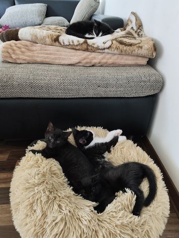Babykatze Sucht neue Haus