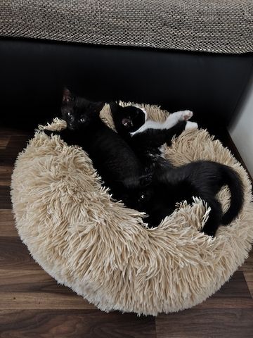 Babykatze Sucht neue Haus