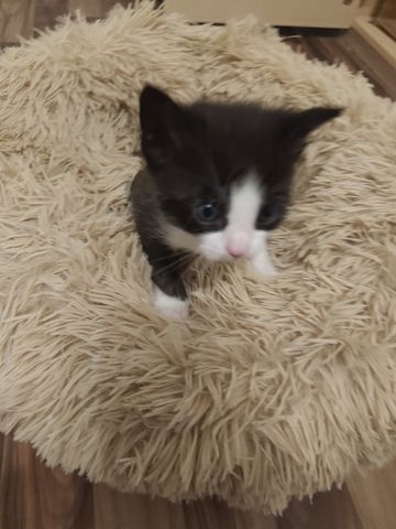 Babykatze Sucht neue Haus