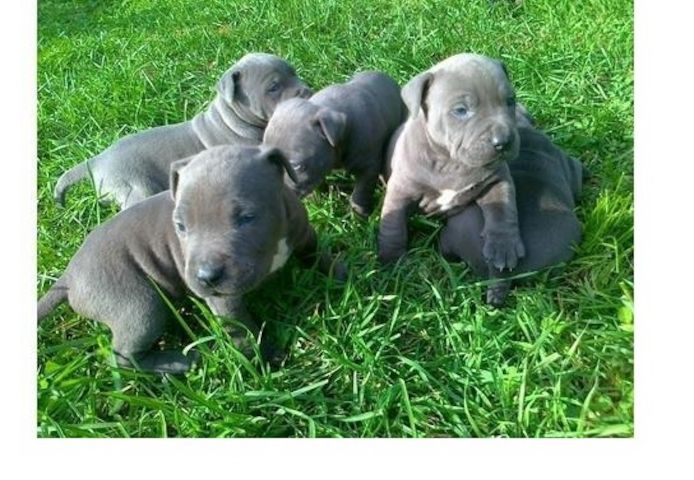 Liebliche Pitbull-Welpen suchen ein gutes Zuhause