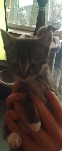 Kitten zu verkaufen