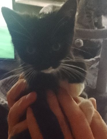 Kitten zu verkaufen