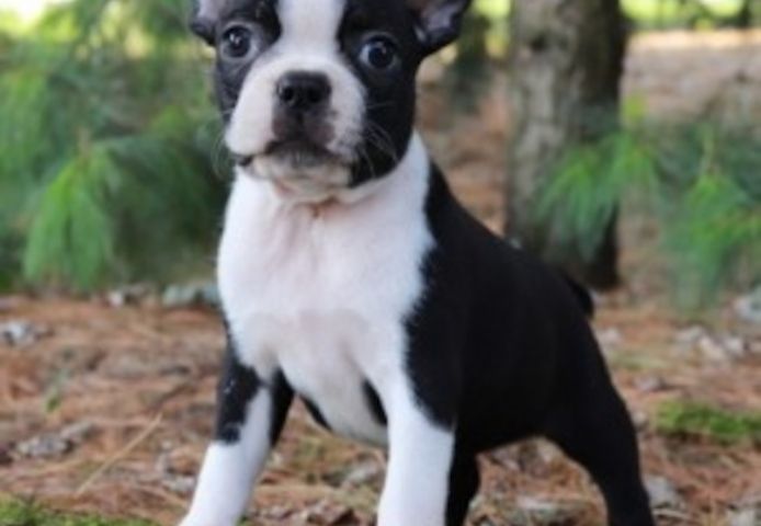 Boston-Terrier-Welpen. WhatsApp: +44 7469 456352