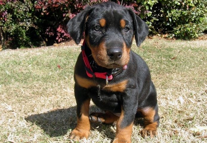 Dobermann-Welpen. WhatsApp: +44 7469 456352
