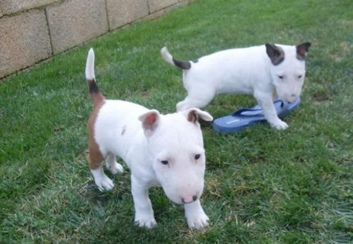 Mini Bull Terrier welpen m w