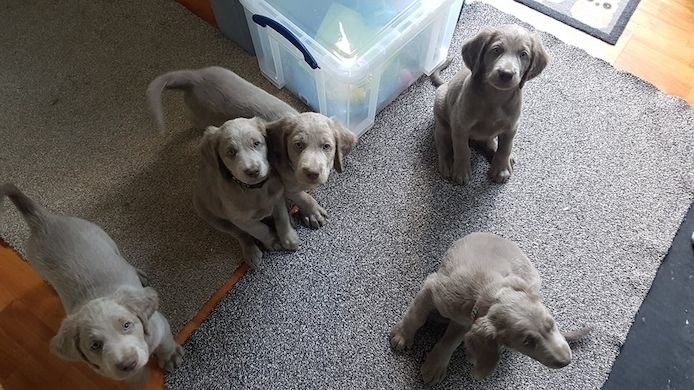 Weimaraner-Welpen. WhatsApp: +44 7469 456352