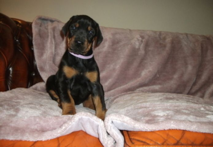 Dobermann-Welpen. WhatsApp: +44 7469 456352