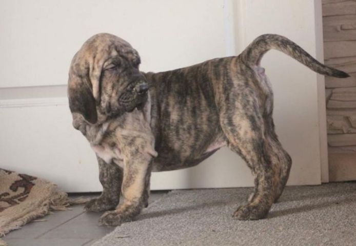 Fila Brasileiro-Welpen. WhatsApp: +44 7469 456352