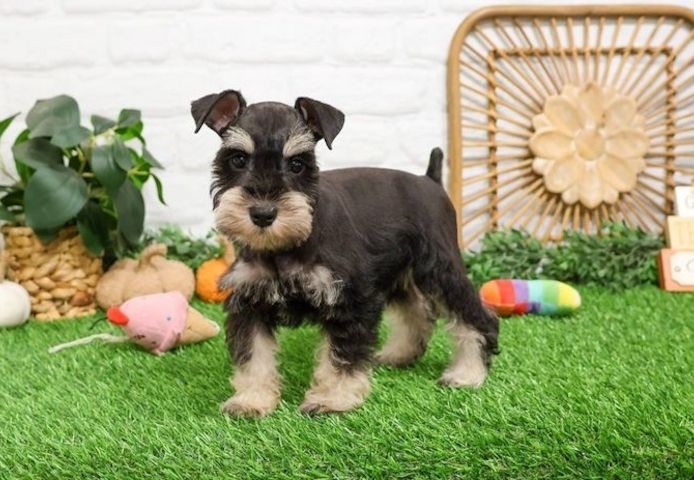 Zwergschnauzer-Welpe zu verkaufen.