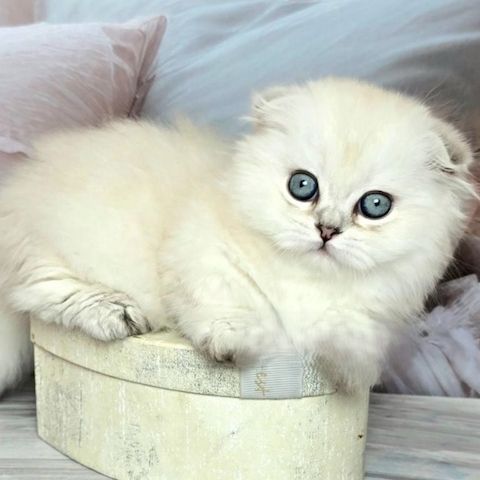 Munchkin-Kätzchen ✨