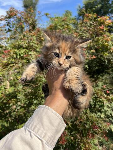 Maine-Coon-Kätzchen ab sofort abgabebereit