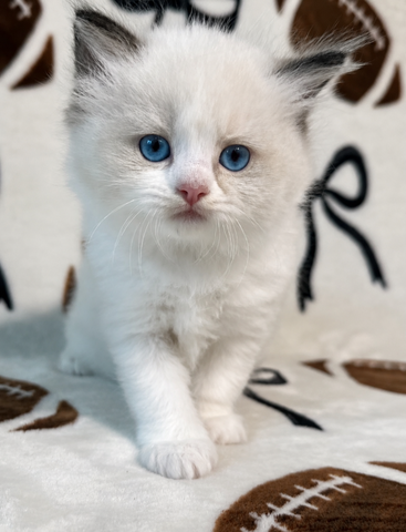 Ragdoll-Kätzchen zu verkaufen