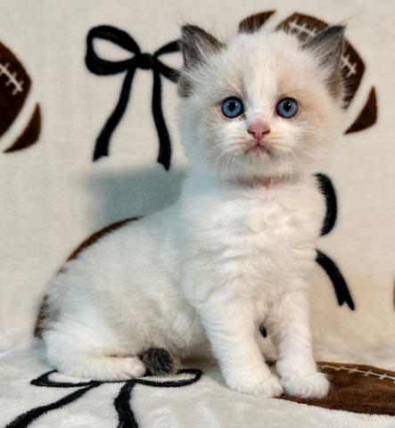 Ragdoll-Kätzchen zu verkaufen