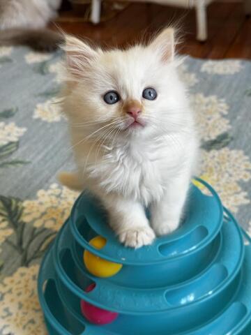 Wunderschöne männliche und weibliche Ragdoll-Kätzchen zu verkaufen